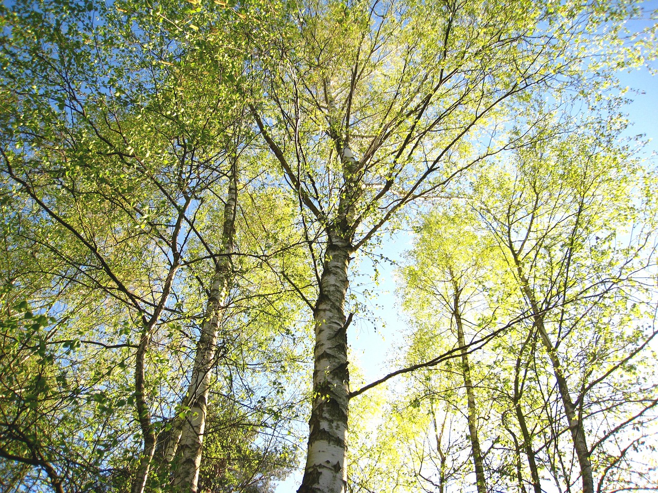 young-birches-1363116_1280jpg